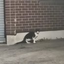 정릉7 | 정릉 이자카야/정릉시장 술집/정릉 오뎅바/국민대 술집/다이츠키 후기