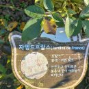 장미(자뎅드프랑스 (Jardins de France)) 이미지