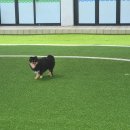 CU김해평전사거리점 | 김해 강아지 운동장 실내 놀이터 수영장 있는 애견카페 해피멍데이