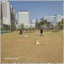 굿데이독 케어센터 이미지