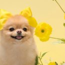 꽃보다 멍 이미지