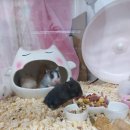 전주 햄스터 이미지