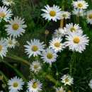 장군산 영평사 구절초꽃축제 2018 이미지