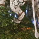 아직도 의뢰하다 풀때기에 끼임 이미지