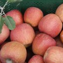 금고농장 이미지