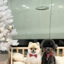 러브썸그루밍샵 이미지