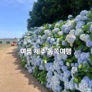 사계절송당 | 여름 제주 동쪽여행 🪻 보름왓, 송당 동화마을, 블루보틀, 해비치리조트, 제주아쿠아플라넷 해녀 망사리...