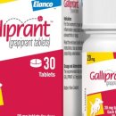 바른반려견센터 이미지