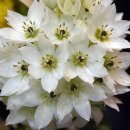 매혹적인 꽃향기 속에서(520) – (고양 국제꽃박람회) 양란 외 이미지