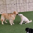 옥스포독 이미지