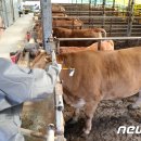 세종가축병원 이미지