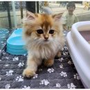 도그스타일 이미지