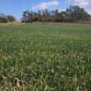 백조호수공원 이미지