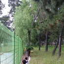시립청림어린이집 Daum카페