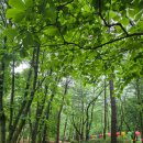 천년숲동로(서) | 산사기행 54_경북김천 황악산직지사