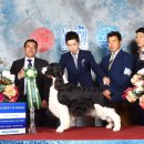 네발로 코리아 이미지