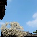 2024 봄의왈츠 이미지