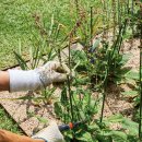 셰프의 정원 이미지