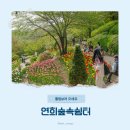 [서울/서대문구] 벚꽃부터 봄꽃까지! 연희숲속쉼터 4월 21일 꽃 구경 후기!