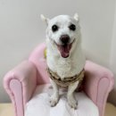 회성동225 이미지