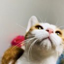 아리토종순대국 이미지