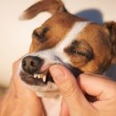 이프동물의료센터 이미지