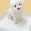 독스맘 - 서구 내방로240번길 1 | 독스맘