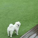 고유팩토리 | 애견동반 파주 글램핑장 아기와 함께가기좋은 바베큐팩토리 파주점 방문 후기
