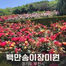 도당중학교 | 백만송이장미원 부천장미축제 꽃구경 후기 (5월 23일)