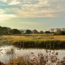 갈대습지공원 이미지