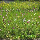 들꽃이 있는 바다 이미지