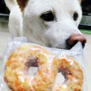 멈머다냥 이미지