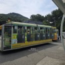 영도기업 | 영도 태종대 수국 보러 가기 전 필독! 개화 상황부터 다누비열차 후기까지
