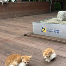 우황사골칼국수