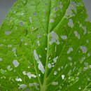 최성기농장 | 김장배추 심는방법과 시기 알아보기