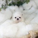 유앤미펫 강아지분양 고양이분양 일산점 이미지