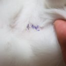 강영석동물병원 이미지