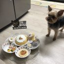 멍냥시대