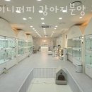 타이니퍼피 강아지분양 고양이분양 서울송파 이미지