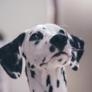 공감동물메디컬센터 이미지