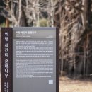 의령 세간리 은행나무 | 의령 세간리 은행나무