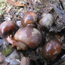 토종약초건강원 이미지