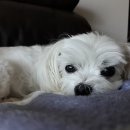 우리집강아지 이미지