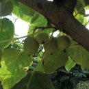 개량농장 이미지