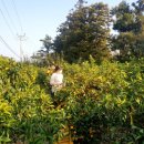 흥진농장 | 제주 귤 택배 흥진웰빙농수산물직판장에서 내돈내산 후기
