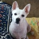 김제강아지 이미지