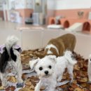 댕구르 | 화명동애견호텔 댕구르 유치원 체험후기: 우리 댕댕이의 행복한 나날들