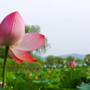 연꽃향기천연염색 이미지