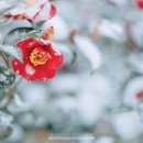 무괴아심 이미지