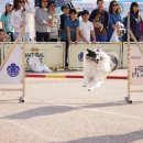 놀러오시개 이미지